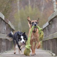 Un Border collie y un Pastor belga malinois entrenando.
