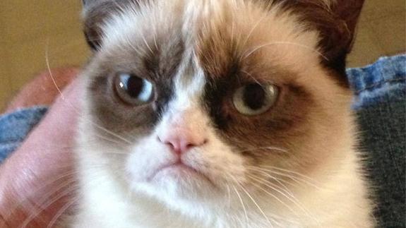 Grumpy Cat, el gato cabreado que cobra mucho más que tú
