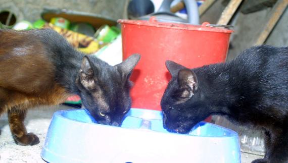 Imagen de archivo de dos gatos comiendo.
