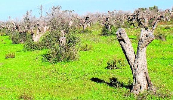 La 'Xylella fastidiosa', la temible plaga sin cura