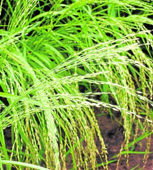 El teff, el grano más pequeño que conquista a los famosos