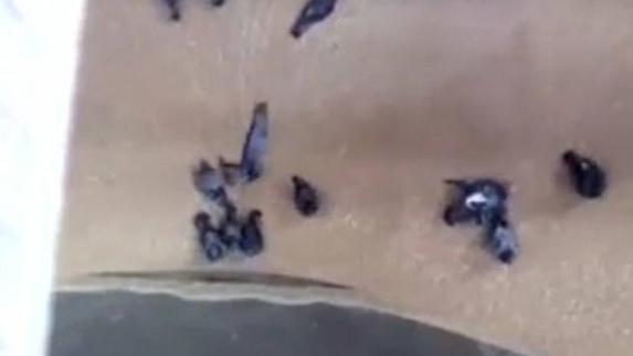 El falso vídeo de unas palomas succionadas en una fábrica de cerveza de Heineken en Sevilla