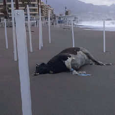 Una imagen de la vaca, que circulaba por Whatsapp, y el delfín.
