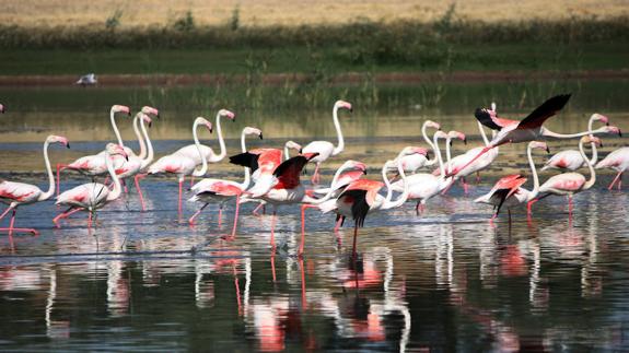 El flamenco rosa es la especie más llamativa de esta ruta