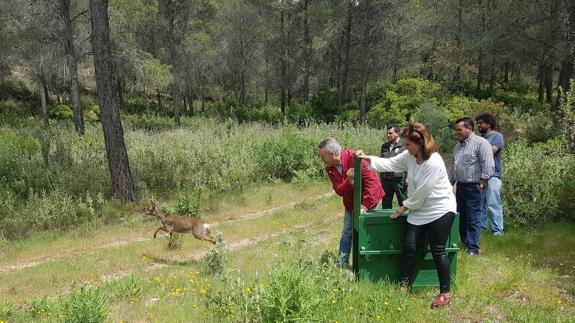 Ejemplar de corzo andaluz soltado ayer en el Parque Natural Sierras Tejeda, Almijara y Alhama.