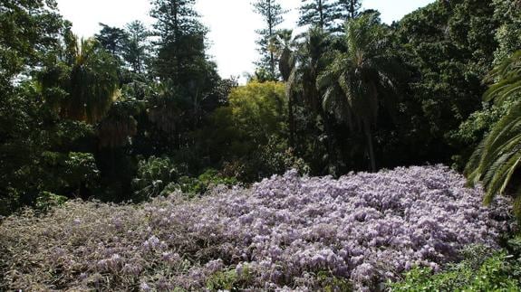 Las 7.000 nuevas plantas del jardín de La Concepción