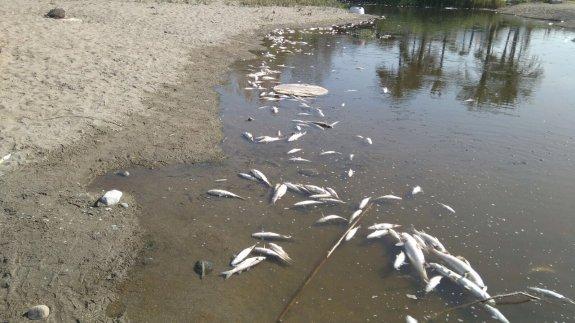 Inmediaciones del puente de Río Verde, donde han aparecido peces muertos, barbos y bogas, fundamentalmente. :: sur