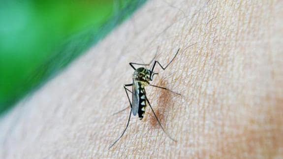 Vade retro mosquitos: Los remedios más eficaces para ahuyentarlos