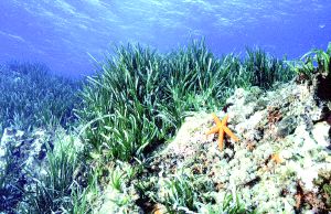 POSIDONIA OCEÁNICA. Crea ricos bosques de vegetación marina, en la que se cobijan decenas de especies, se aparean y desovan.