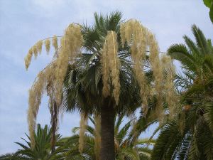 EL PARQUE. Palmera azul mejicana. / DAVID MARÍN