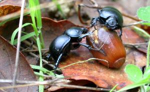DESCUBRIMIENTO. El escarabajo se alimenta de bellotas de diferentes árboles. / SUR