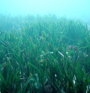 Submarinistas alertan de la pérdida de las praderas de poseidonia del paraje de Maro