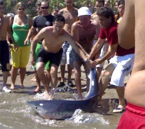 EXPECTACIÓN. Bañistas agarran por la cola al tiburón. / ARTURO JIMENA