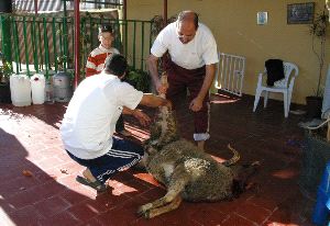 SACRIFICIO. Es una de las fiestas más importantes. / SUR