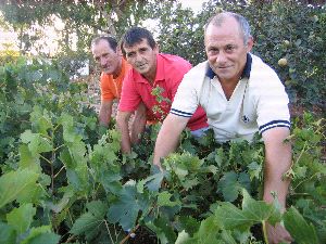PREPARADOS. Basilio, Antonio y Miguel son tres de los 200 agricultores malagueños que viajan a Francia. / A. F.