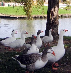 PATOS. Se han convertido en un problema para algunos. / SUR