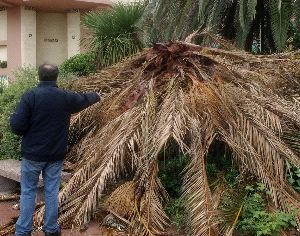 La falta de recursos deja sin talar mil palmeras afectadas por el picudo rojo