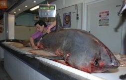 José María Lavado, con el ejemplar de tiburón zorro sobre el mostrador de su pescadería./ JOSELE-LANZA