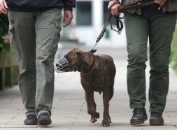 Los dueños de animales peligrosos tendrán que aprender a adiestrarlos y superar un test psicológico