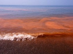 Un alga no tóxica provoca la marea roja en la costa oriental