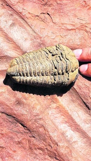 Descubren en La Mancha fósiles de enormes gusanos marinos