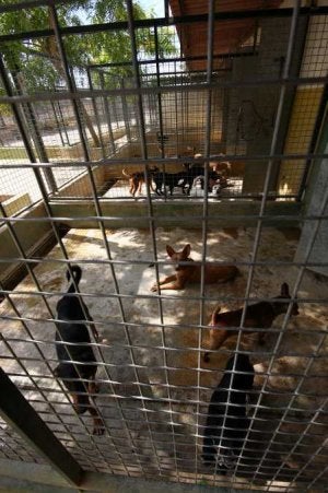 La crisis se ceba con las mascotas