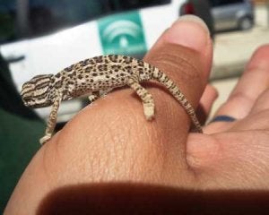 Medio Ambiente recuperó el 47% de los animales tratados en el CREA