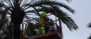 Los operarios municipales trabajan durante todo el año para poner cerco al insecto. ::
JOSELE-LANZA