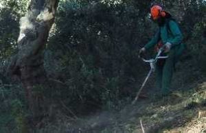 Tratamientos de selvicultura preventiva en los bosques. ::                             SUR