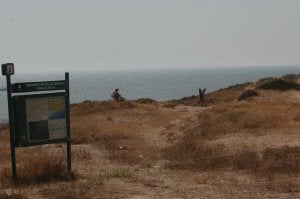 Acceso a la playa en las dunas de Artola, en Cabopino. ::
JOSELE-LANZA