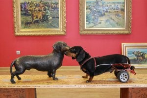 Toby, el perro tuneado