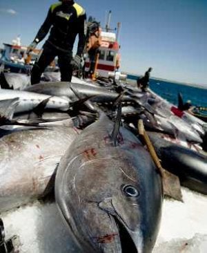 Pesca de atún en la almadraba de Barbate. ::
SUR ARCHIVO