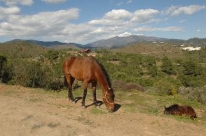 El Gobierno bloquea el proyecto urbanístico de Gadafi en una finca de Benahavís