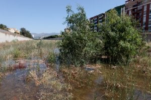 Algunos eucaliptos han alcanzado gran altura tras dos años sin que se desbroce el cauce, en el que proliferan las aguas estancadas. ::                             ANTONIO SALAS
