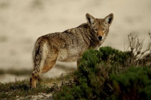 Un coyote por sorpresa