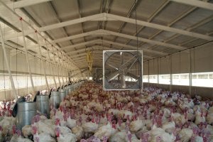 Un negocio de un millón de pavos