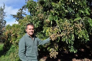 El profesor de Investigación del CSIC en La Mayora. Iñaki Hormaza, muestra la gran producción que presentan los árboles de longan. :: A. P.