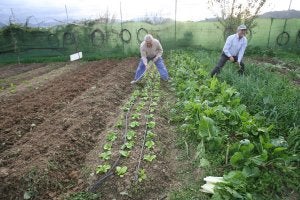 La entidad comercializa desde el PTAproductos de la Vega de Antequera y la Axarquía. :: Carlos Moret