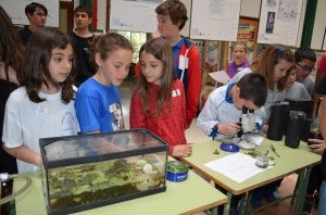 Un grupo de alumnos, ayer, observa una pecera con renacuajos instalada en uno de los salones del centro. ::
E. C.