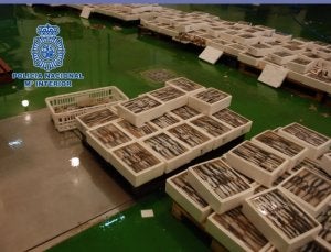 Cae una red de 'narcos' que introducía hachís entre sardinas congeladas