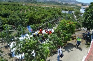 Efectivos sanitarios del 061, bomberos del Consorcio Provincial y Policía Nacional, en el rescate del acompañante de la aeronave siniestrada en una finca de mangos. ::                             E. CABEZAS