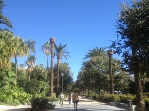 La alineación de palmeras se ha perdido frente al hotel AC. ::                             P. R. Q.