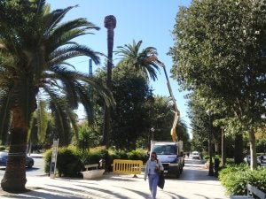 Operarios de Parques y Jardines rocían una de las palmeras con nematodos desde un elevador. :: Pilar R. Quirós