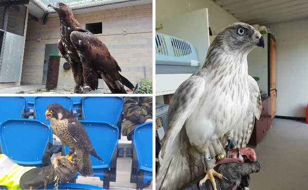 A la izquierda un águila real y un halcón peregrino utilizados en Anoeta esta semana. A la derecha de la imagen el 'Azor Albidus' que falleció en acto de servicio cuando persiguiendo a una gaviota se estampó contra la cristalera de uno de los banquillos. 