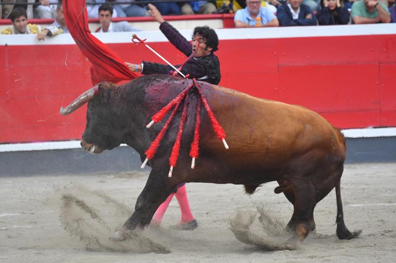 Oreja para &#039;Paulita&#039; en la última corrida de Azpeitia