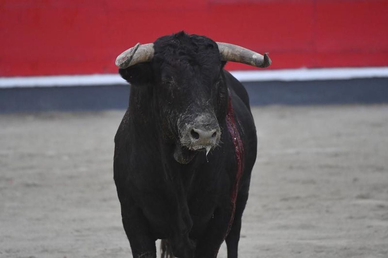 Oreja para &#039;Paulita&#039; en la última corrida de Azpeitia