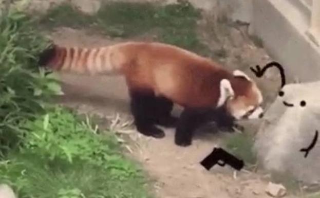 La adorable historia del panda rojo que va a derretir tu corazón