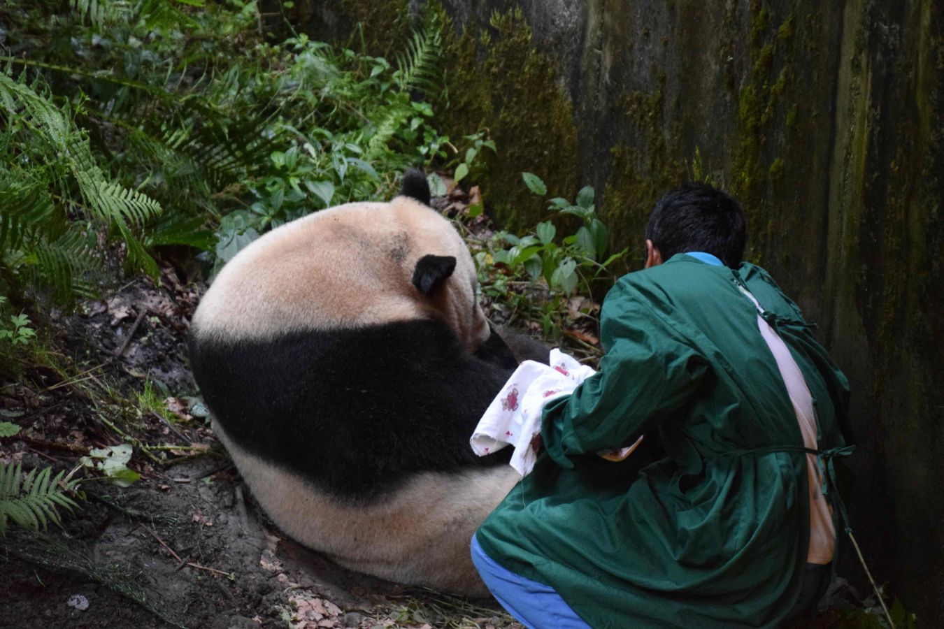 El bebé panda pesó 216 gramos, sobrepasando el peso habitual que suele ser de 150 gramos para esta especie, gracias al buen apetito de su madre 'Cao Cao' durante el embarazo