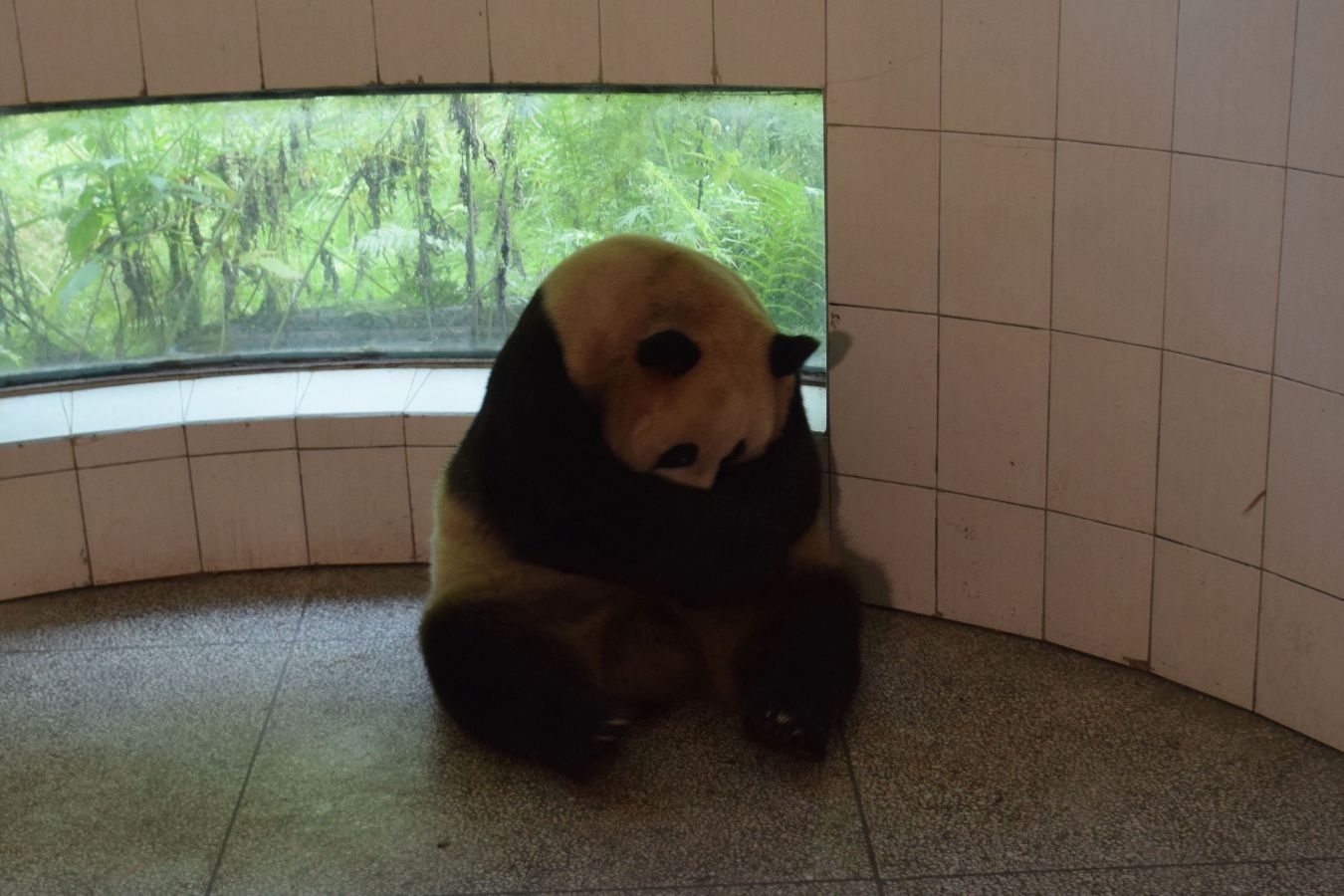 El bebé panda pesó 216 gramos, sobrepasando el peso habitual que suele ser de 150 gramos para esta especie, gracias al buen apetito de su madre 'Cao Cao' durante el embarazo