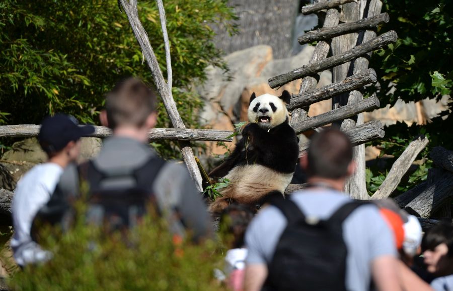 Han nacido dos gemelos panda en el zoo de Beauval, en Saint-Aignan-sur-Cher, Francia. Mientras que el macho adulto, Yuan Zi, recibía la visita de cientos de curiosos, las crías eran tratadas por los veterinarios. 